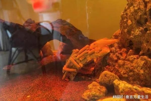 創寧加熱棒是哪里生產的品牌（創寧加熱棒是哪里生產的品牌啊）