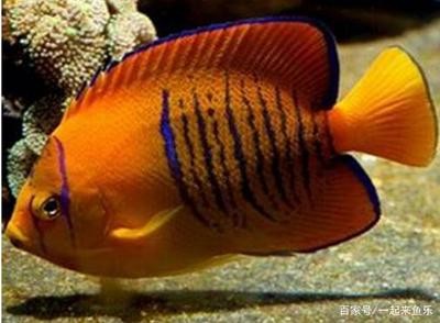 金魚爛尾最怕三個藥，科學治療與預防指南 金魚爛尾最怕三個藥，科學治療與預防指南 龍魚百科 第3張