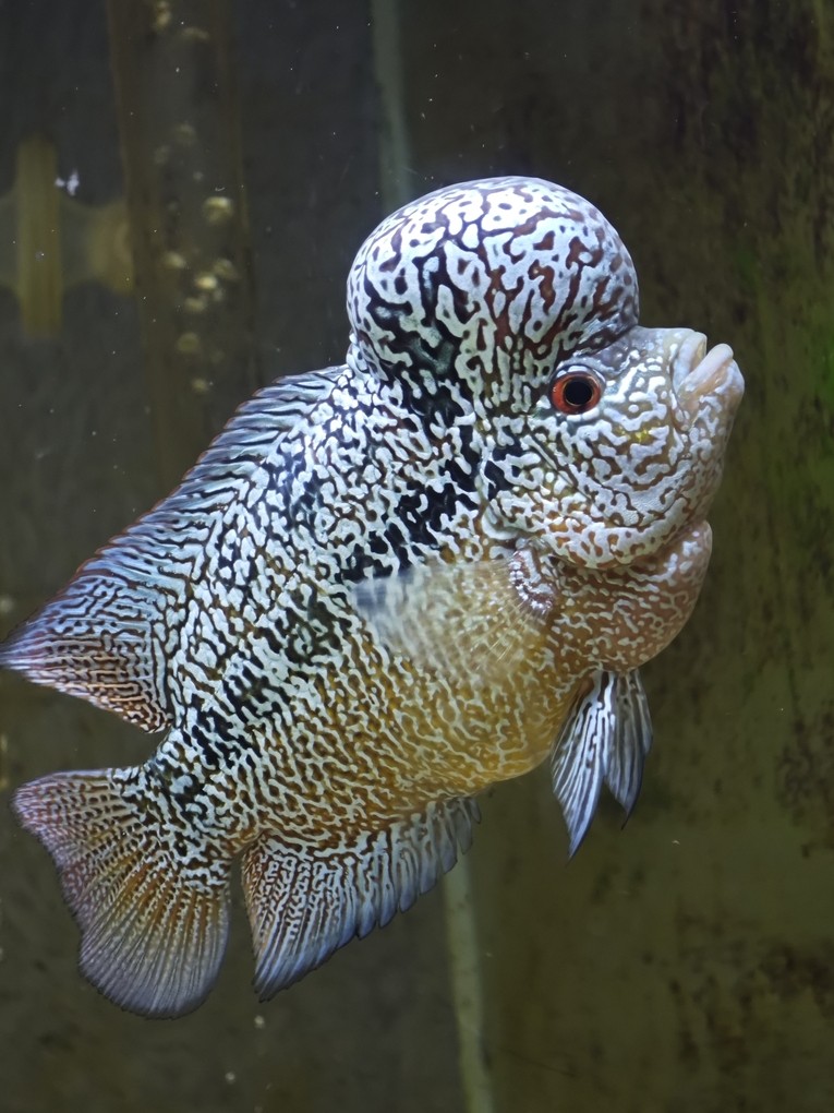 馬來西亞馬騮 龍魚論壇 第1張 馬來西亞馬騮 馬來西亞馬騮 龍魚論壇 第1張