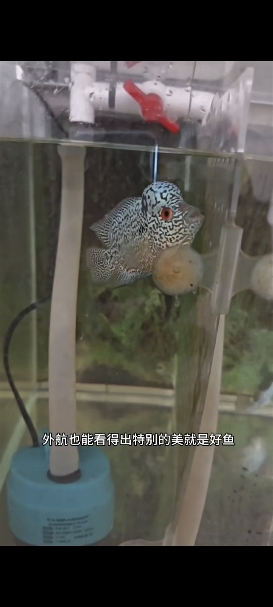 馬來西亞馬騮 龍魚論壇 第2張 馬來西亞馬騮 馬來西亞馬騮 龍魚論壇 第2張