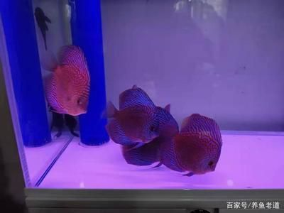 金魚可以養兩條嗎？風水好嗎？