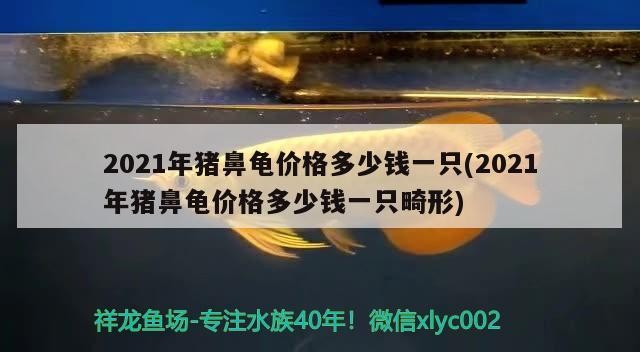 龍魚干蝦有營養(yǎng)嗎 2021年豬鼻龜價(jià)格多少錢一只(2021年豬鼻龜價(jià)格多少錢一只畸形) 豬鼻龜百科 2021年豬鼻龜價(jià)格多少錢一只(2021年豬鼻龜價(jià)格多少錢一只畸形) 2021年豬鼻龜價(jià)格多少錢一只(2021年豬鼻龜價(jià)格多少錢一只畸形) 豬鼻龜百科