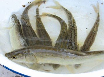 虎魚吃魚：大魚吃小魚，虎魚吃魚