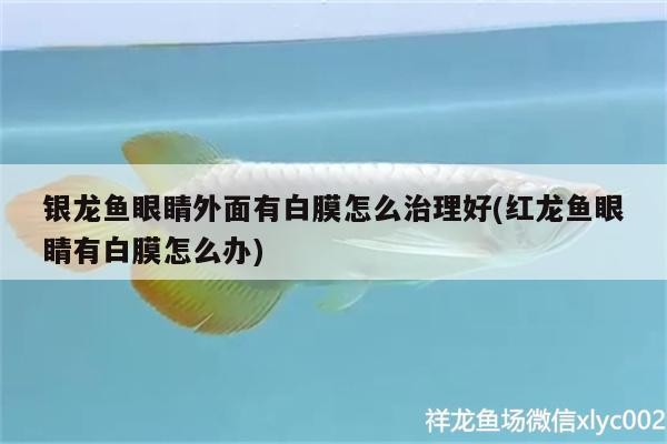 銀龍魚眼睛外面有白膜怎么治理好(紅龍魚眼睛有白膜怎么辦)