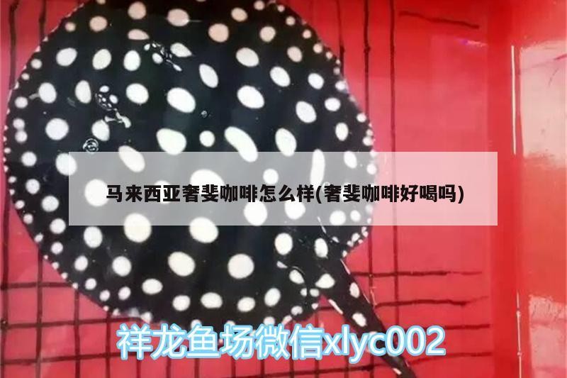 馬來西亞奢斐咖啡怎么樣(奢斐咖啡好喝嗎)