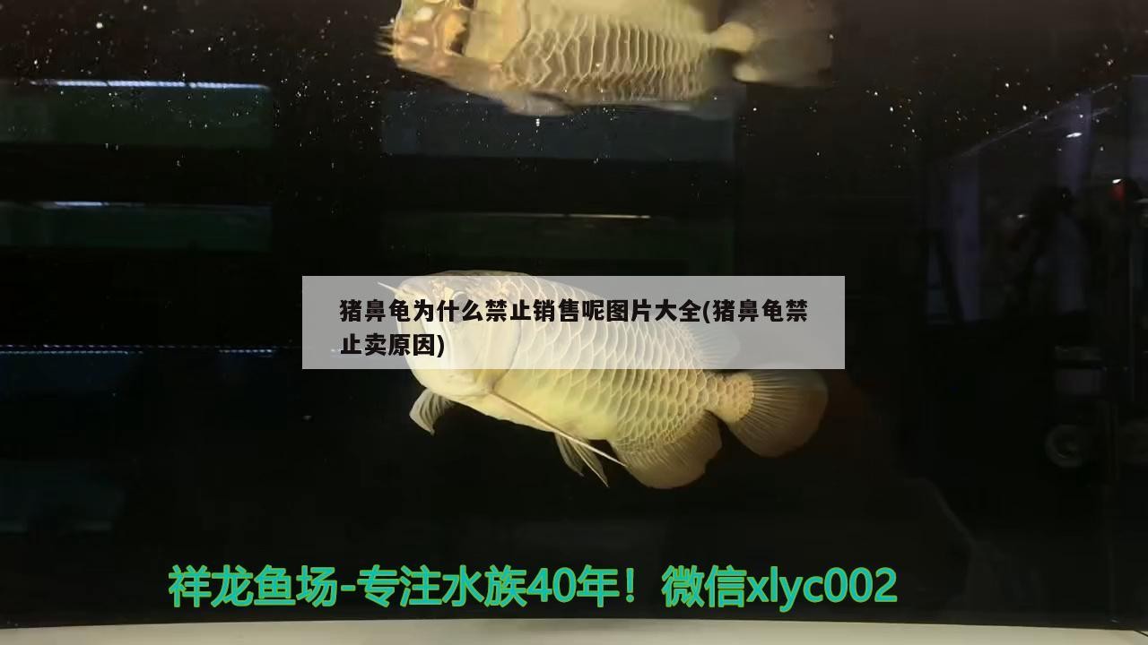 豬鼻龜為什么禁止銷售呢圖片大全(豬鼻龜禁止賣原因) 豬鼻龜為什么禁止銷售呢圖片大全(豬鼻龜禁止賣原因) 豬鼻龜百科