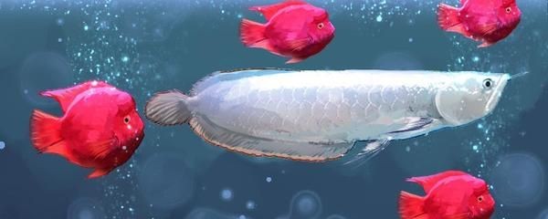 魟魚吃魚缸掉的魚鱗嗎：魟魚會吃魚缸掉的魚鱗嗎 魟魚吃魚缸掉的魚鱗嗎：魟魚會吃魚缸掉的魚鱗嗎 魟魚百科 第3張
