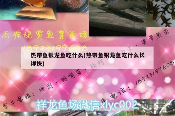 金魚的正確養(yǎng)法，從新手到專家的全面指南 金魚的正確養(yǎng)法，從新手到專家的全面指南 龍魚百科 第2張