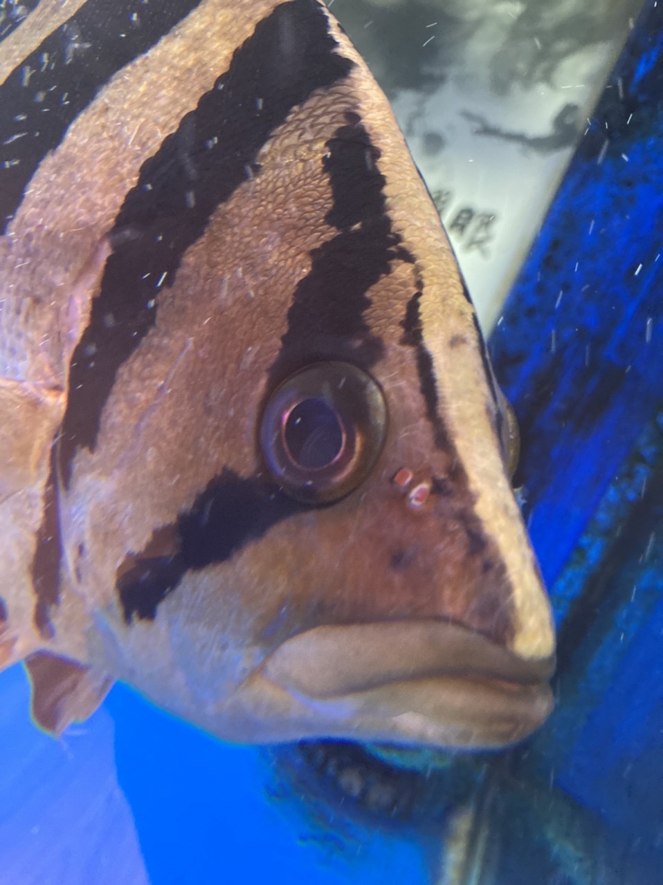 跪求大神幫忙確認下虎魚眼睛的問題 跪求大神幫忙確認下虎魚眼睛的問題 龍魚論壇 第1張