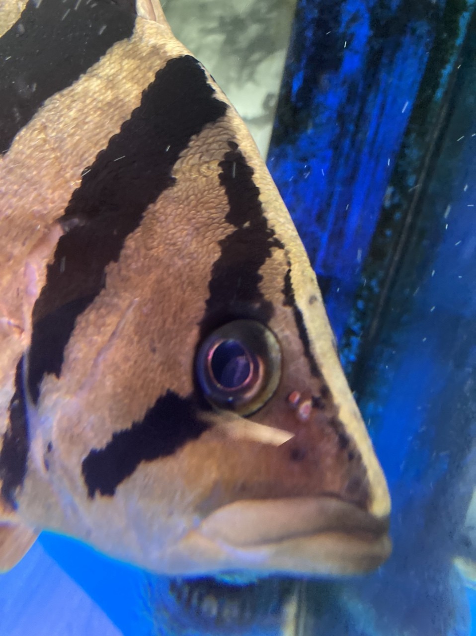 跪求大神幫忙確認下虎魚眼睛的問題 跪求大神幫忙確認下虎魚眼睛的問題 龍魚論壇 第2張