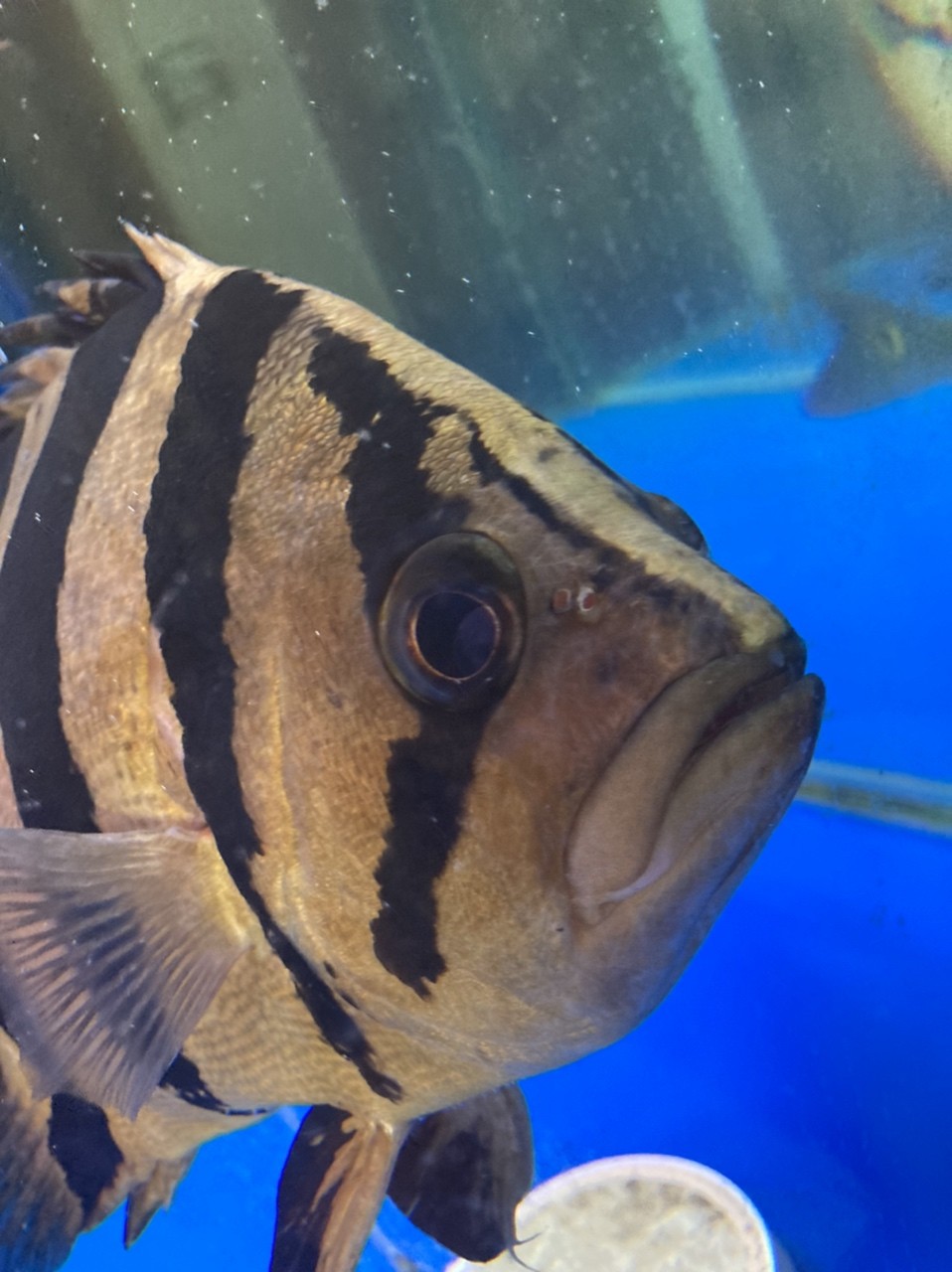 跪求大神幫忙確認下虎魚眼睛的問題 跪求大神幫忙確認下虎魚眼睛的問題 龍魚論壇 第3張