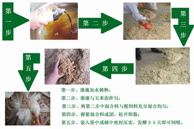 金魚擋災(zāi)后怎么處理？科學應(yīng)對與風水講究全解析