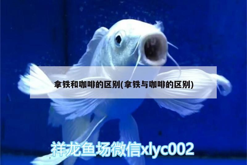 拿鐵和咖啡的區別(拿鐵與咖啡的區別)
