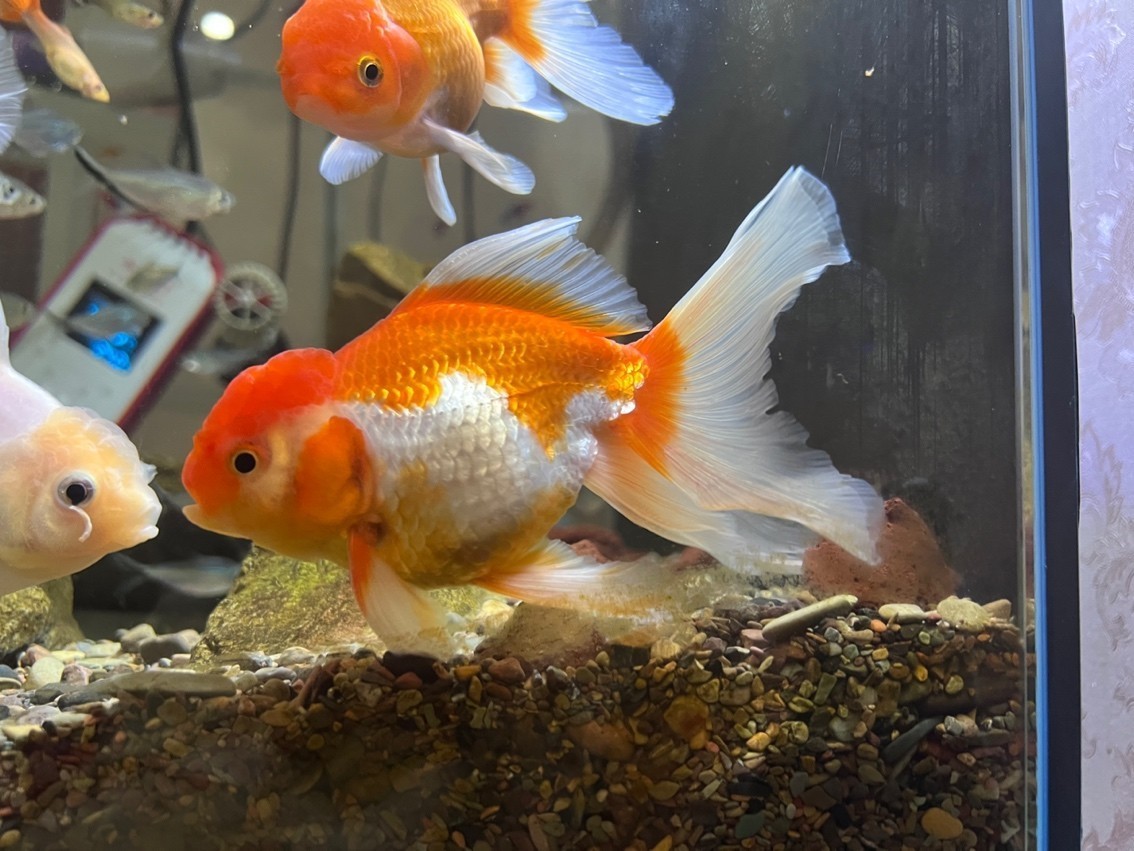 鸚鵡魚和銀龍魚混養怎樣喂食 請大佬們幫我看一下這個這個是什么金魚? 龍魚論壇 請大佬們幫我看一下這個這個是什么金魚? 請大佬們幫我看一下這個這個是什么金魚? 龍魚論壇