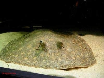 觀賞魟魚分類：觀賞魟魚可以根據(jù)不同的分類方式進(jìn)行劃分