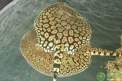 觀賞魟魚分類：觀賞魟魚可以根據(jù)不同的分類方式進(jìn)行劃分