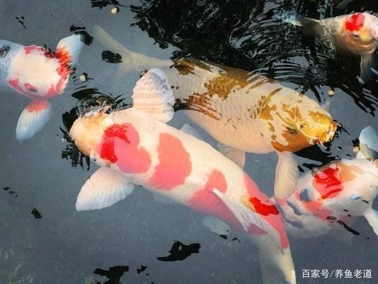 金魚擺件風水指南，放在什么位置最能招財納福？