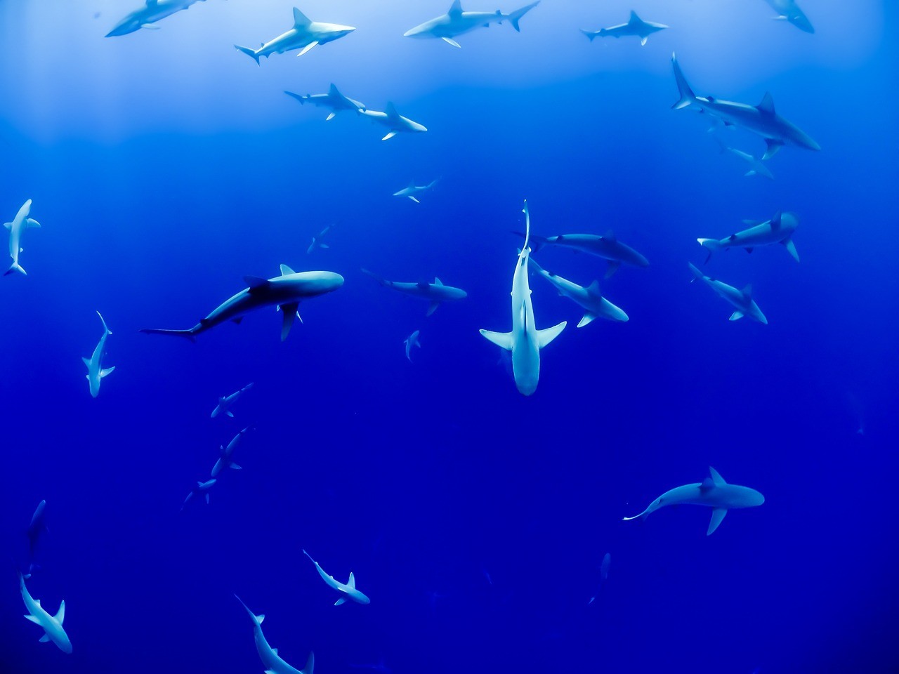 宜賓水族批發市場在哪里啊（各位魚友伊罕250適合多大的魚缸使用）