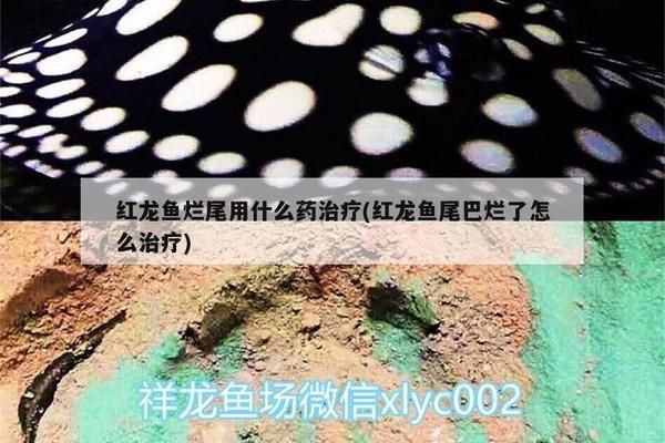 龍魚尾巴爛掉了怎么辦啊vs祥龍魚場：龍魚尾巴爛掉的處理方法
