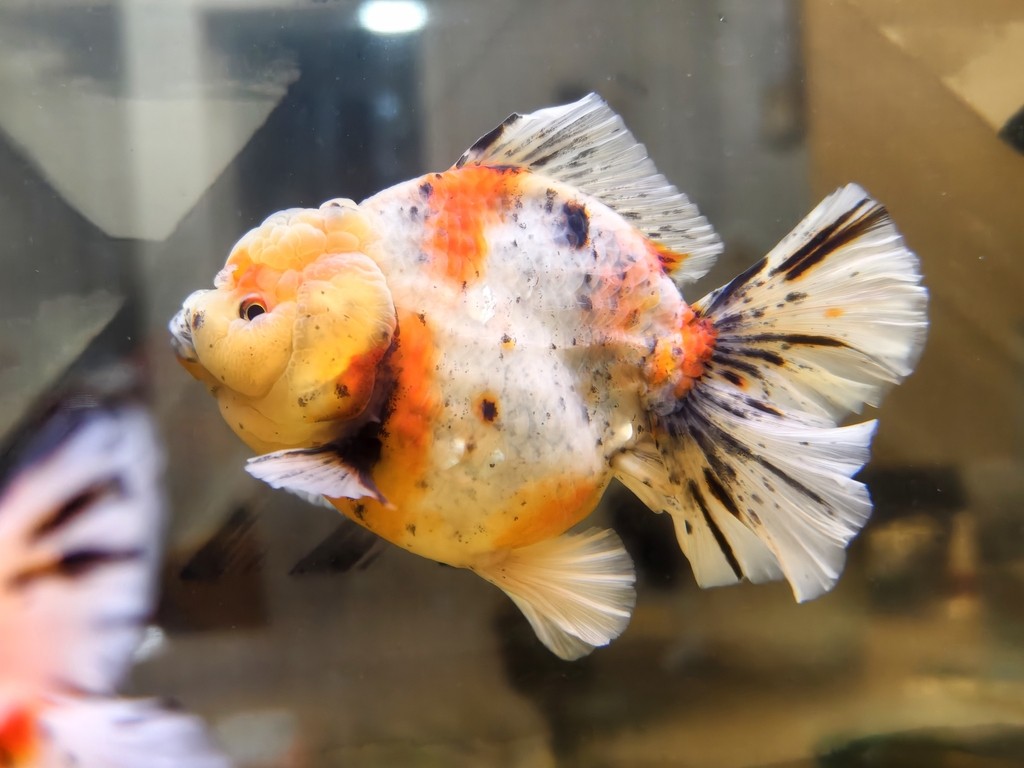 出一條精品種魚級泰獅