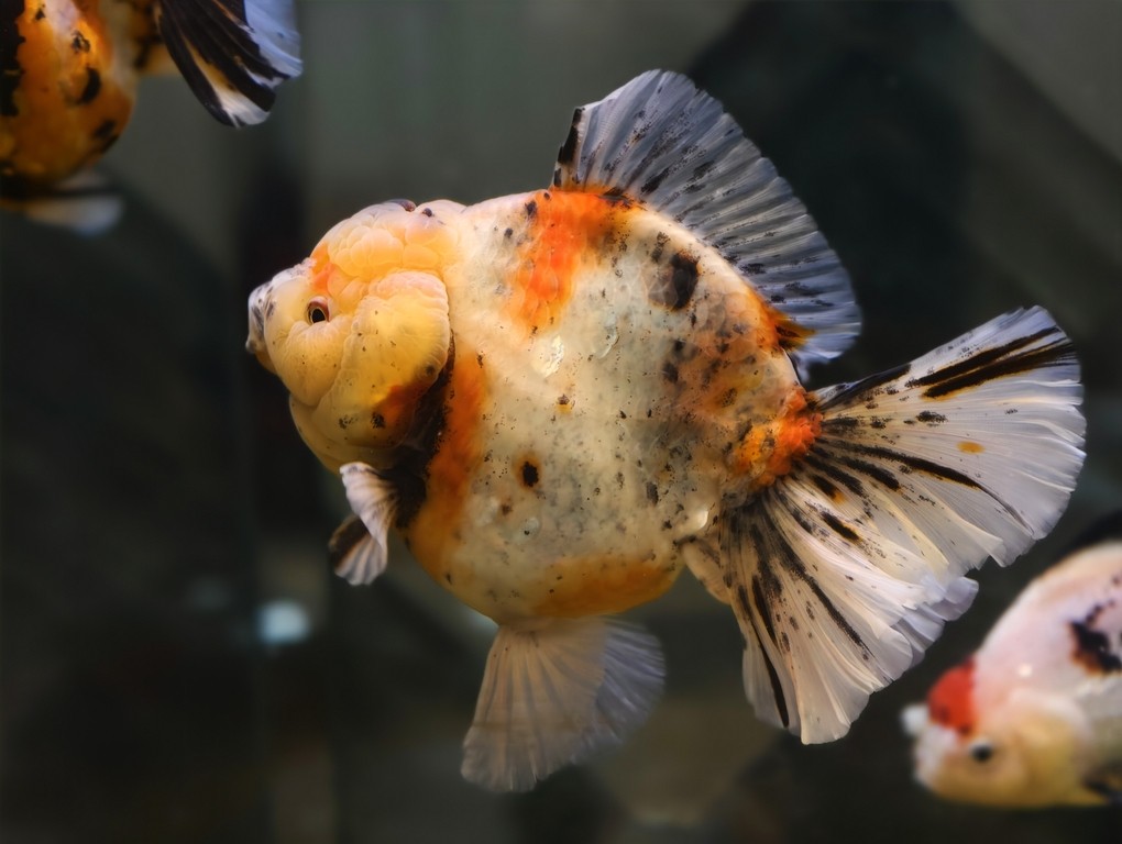 出一條精品種魚級泰獅