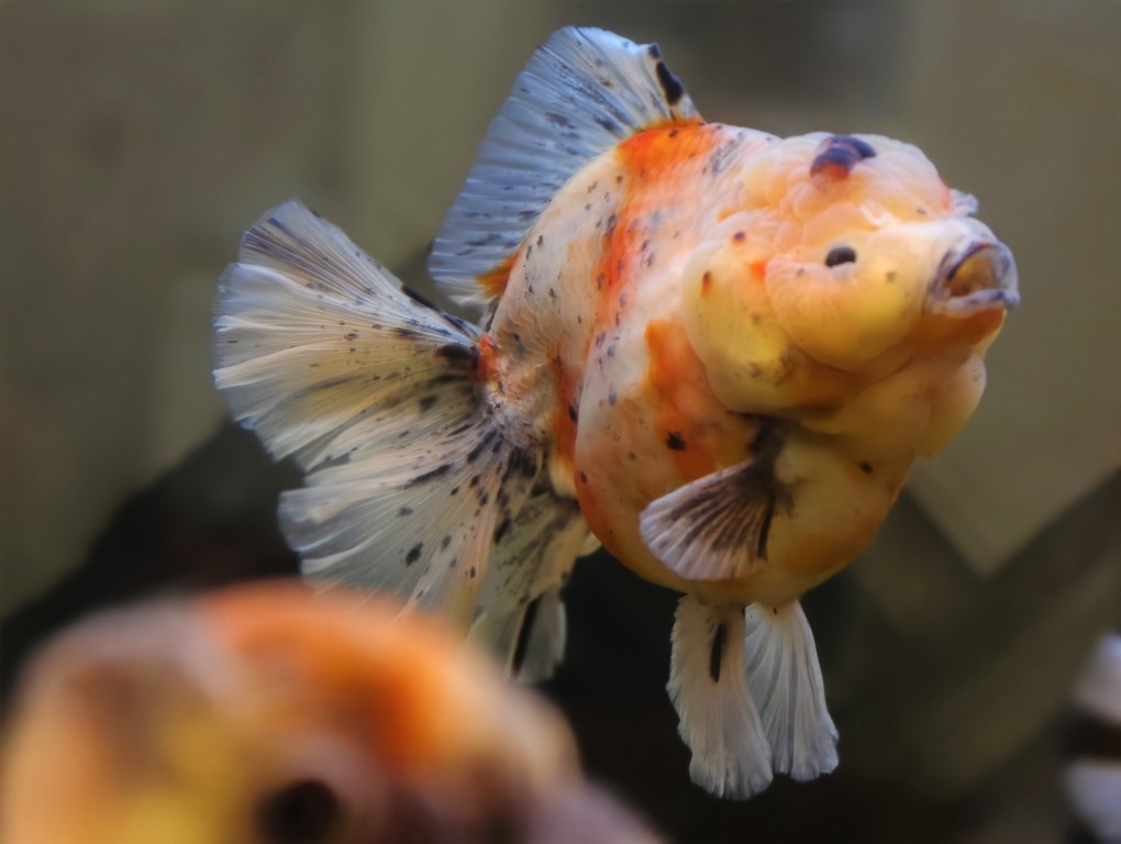 出一條精品種魚級泰獅