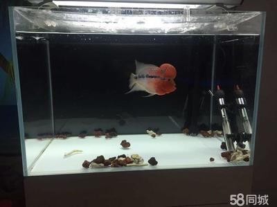 60的魚缸適合養羅漢嗎：羅漢魚的飼養尺寸