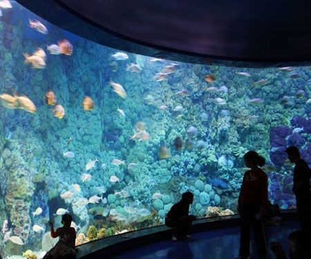 龍魚鑒定機構在哪里vs祥龍魚場：“龍魚鑒定機構在哪里”與“祥龍魚場”的相關信息