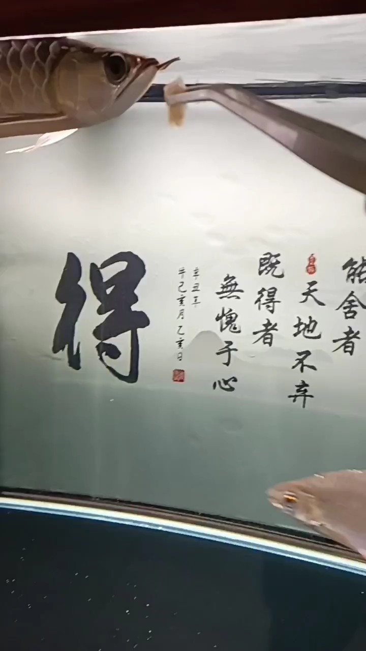 小金到家第43天 小金到家第43天 龍魚論壇 第1張