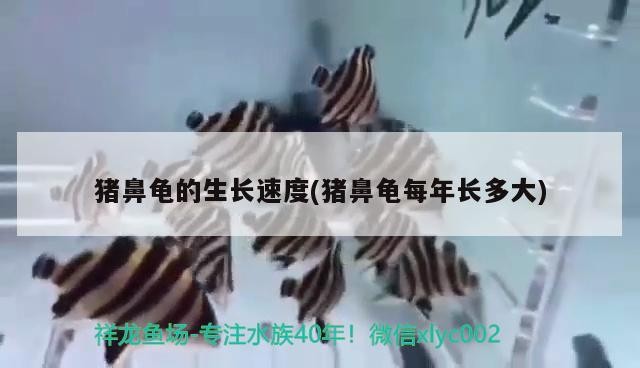 豬鼻龜的生長速度(豬鼻龜每年長多大)