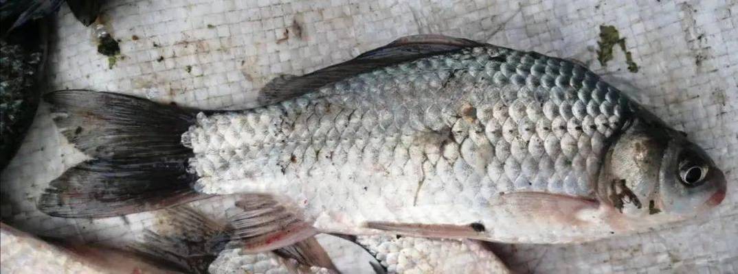金曼龍魚為什么追逐打架？揭秘背后的原因與解決方法 金曼龍魚為什么追逐打架？揭秘背后的原因與解決方法 龍魚百科 第3張