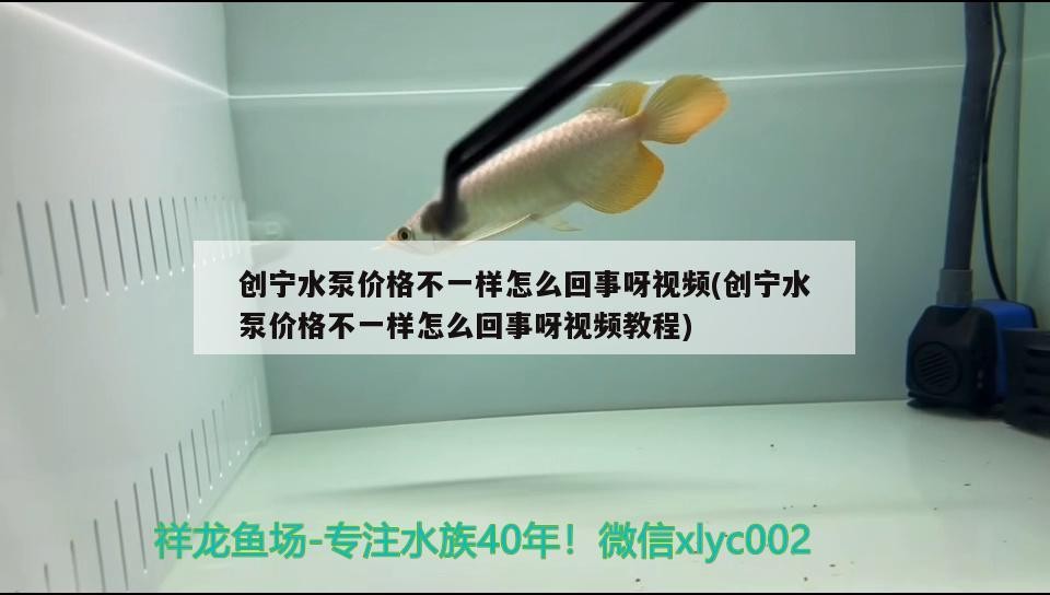 創(chuàng)寧水泵價(jià)格不一樣怎么回事呀視頻(創(chuàng)寧水泵價(jià)格不一樣怎么回事呀視頻教程)
