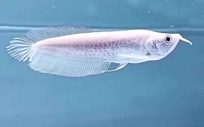 金曼龍魚公母怎么分？詳細解析讓你輕松辨別！