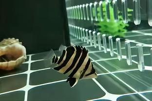 虎魚不吃食物怎么辦：虎魚不吃食物怎么辦虎魚不吃食物怎么辦
