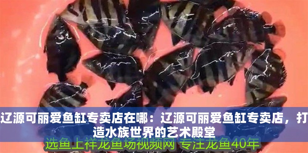 遼源可麗愛魚缸專賣店在哪：遼源可麗愛魚缸專賣店，打造水族世界的藝術(shù)殿堂