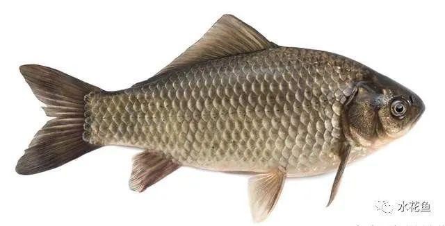 金龍魚最忌三種屬相，飼養(yǎng)禁忌與風水講究