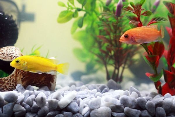 魚缸過濾器選購指南:自制魚缸過濾器魚缸上置過濾器對于養魚愛好者的必備知識 森森魚缸hst2000ad怎么關閉自動燈 森森魚缸 森森魚缸hst2000ad怎么關閉自動燈 森森魚缸hst2000ad怎么關閉自動燈 森森魚缸