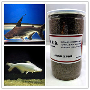 金龍魚怎么喂養？需要注意什么？