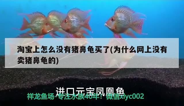 淘寶上怎么沒有豬鼻龜買了(為什么網上沒有賣豬鼻龜的)