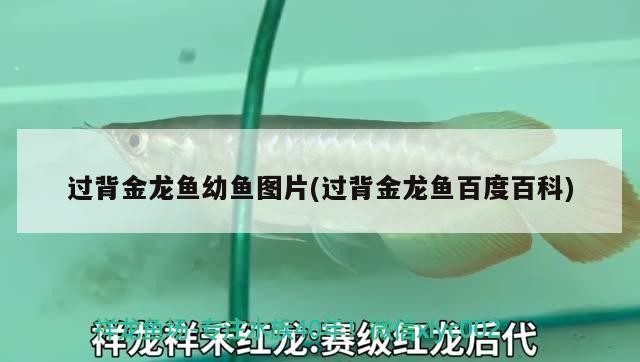 青龍魚 過背金龍魚幼魚圖片(過背金龍魚百度百科) 金龍魚百科 過背金龍魚幼魚圖片(過背金龍魚百度百科) 過背金龍魚幼魚圖片(過背金龍魚百度百科) 金龍魚百科