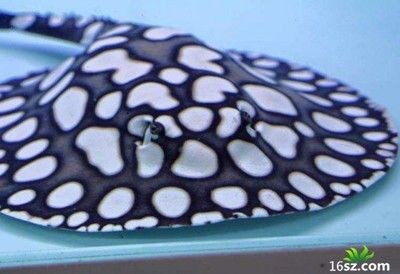 魟魚幼崽吃什么：魟魚幼崽的飲食選擇對其生長發育至關重要 魟魚幼崽吃什么：魟魚幼崽的飲食選擇對其生長發育至關重要 魟魚百科 第2張