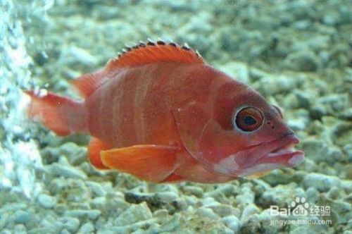 金龍魚一生認幾個主人？揭秘這種神秘魚類的忠誠度之謎
