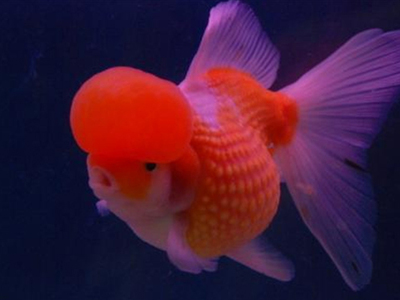 金龍魚一生認幾個主人？揭秘這種神秘魚類的忠誠度之謎