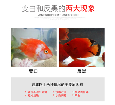 金龍魚需要定期驅(qū)蟲嗎？科學(xué)驅(qū)蟲指南