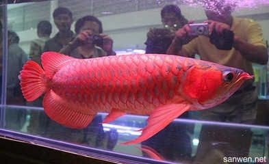 紅龍魚怎么樣換食物和水：如何判斷紅龍魚是否健康