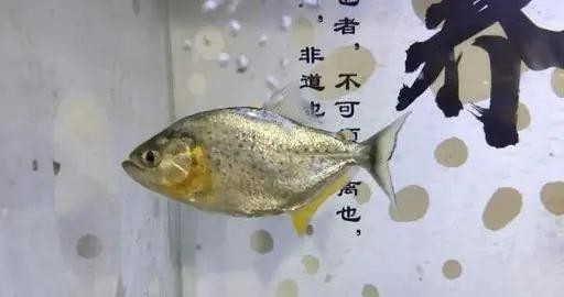 金龍魚(yú)頭朝向最佳方向圖解，風(fēng)水學(xué)中的財(cái)富與運(yùn)勢(shì)指南