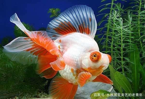 金龍魚頭朝向最佳方向，風(fēng)水布局與養(yǎng)殖技巧詳解