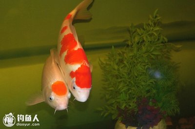 金龍魚水溫15度會(huì)死嗎？深度解析金龍魚的適宜水溫與生存極限