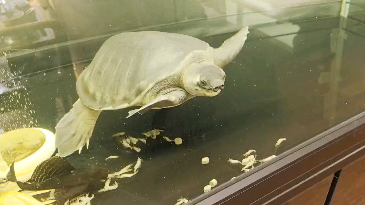 玄武進(jìn)餐