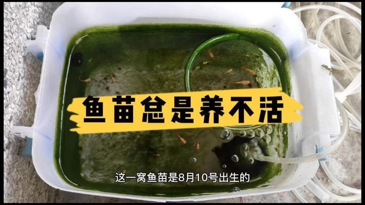 金龍魚認主人的表現(xiàn)，從陌生到親密的奇妙互動